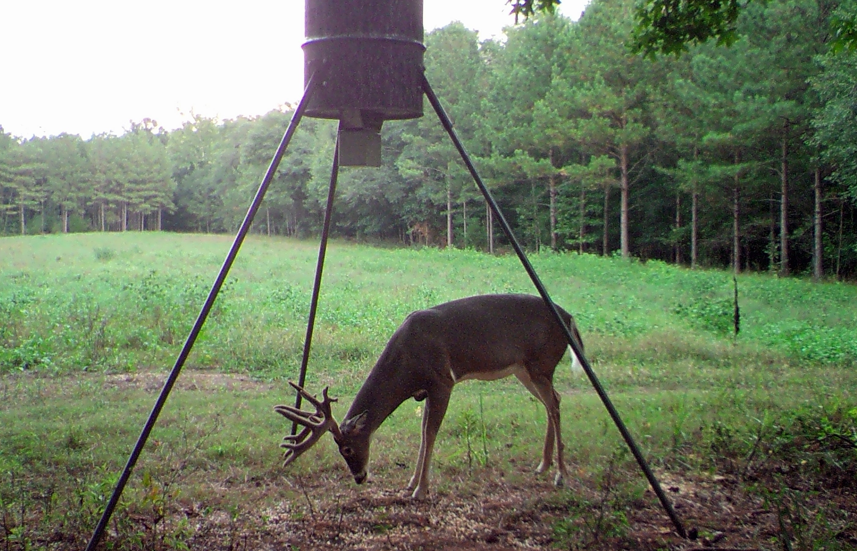 Bait Privilege License Provides Options for Hog, Deer Hunting Outdoor